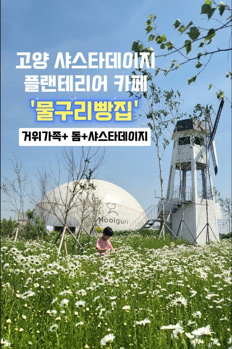 고양 원당 물구리빵집- 샤스타데이지 플랜테리어 카페