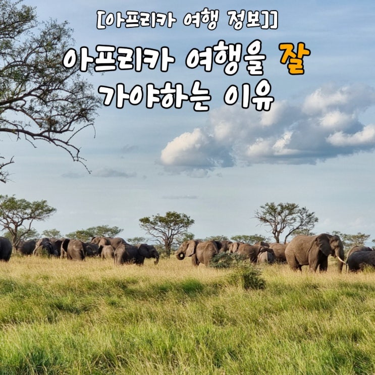  아프리카 여행을 꼭 가야 하는 이유 (Feat. 사파리, 케냐, 탄자니아)