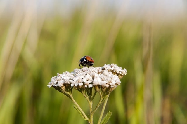 Hansikbwipechoa photo 3