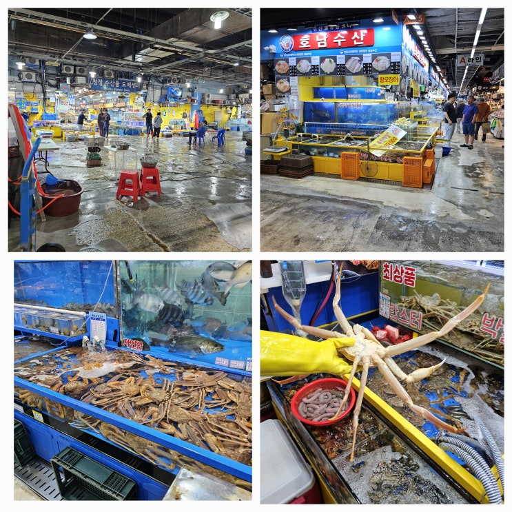  가락시장 수산시장 킹크랩 시세 가락몰 가락수산시장  대게 킹크랩 싯가 비교