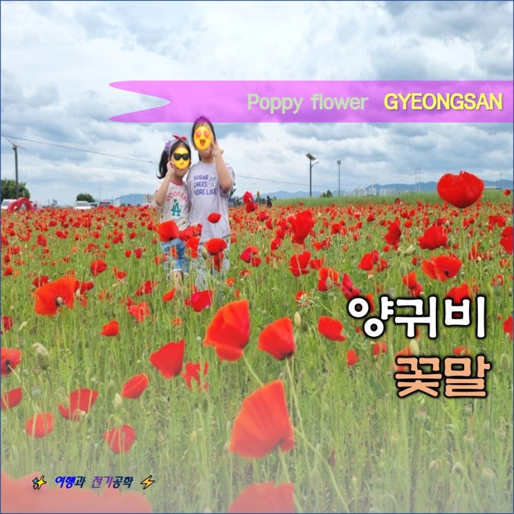  경산 하양 양귀비꽃 꽃말 5월 가볼 만한 곳