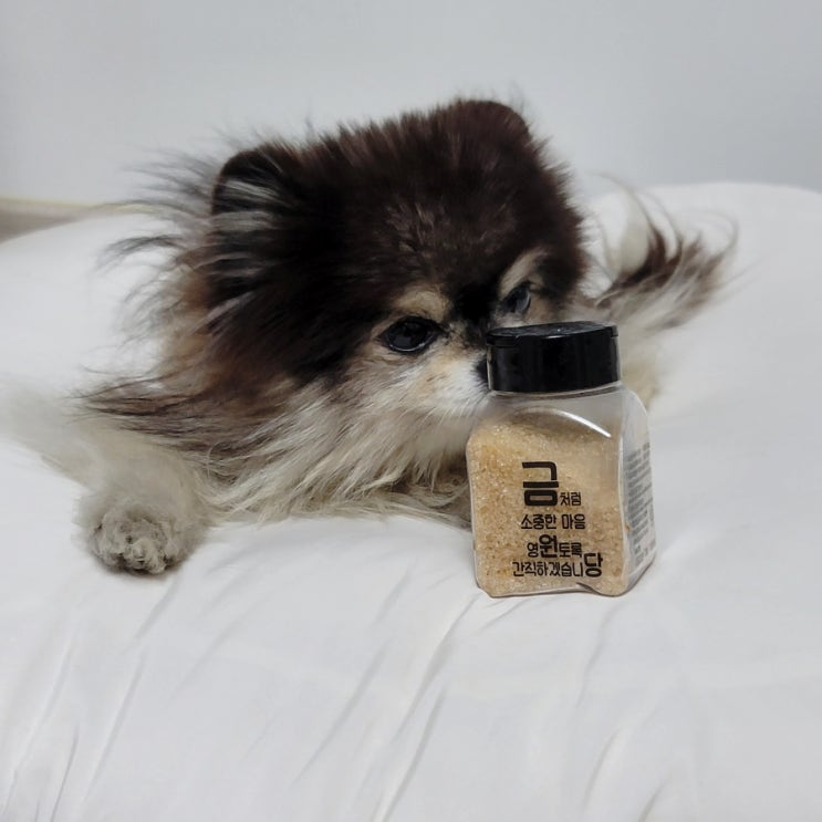  강아지 고양이 설탕물 저혈당 설사할 때 응급처치