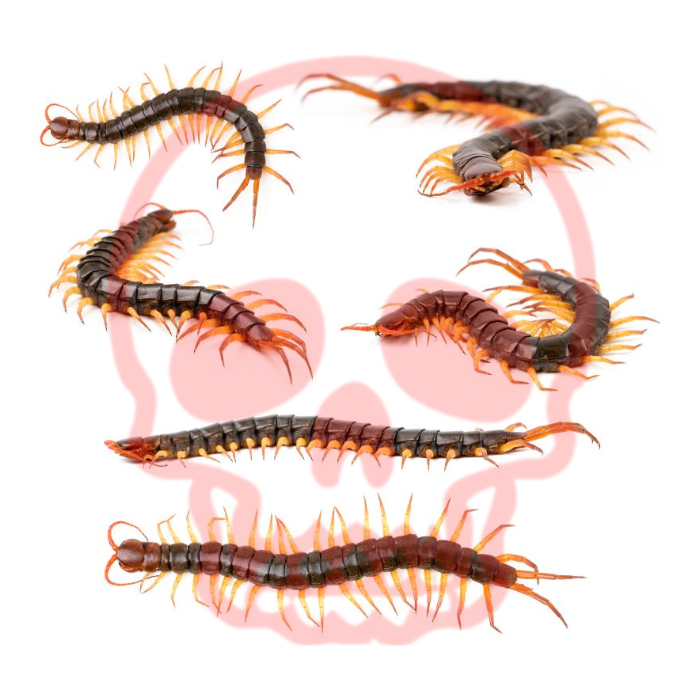 확실하게 지네잡는법 가져가세요
