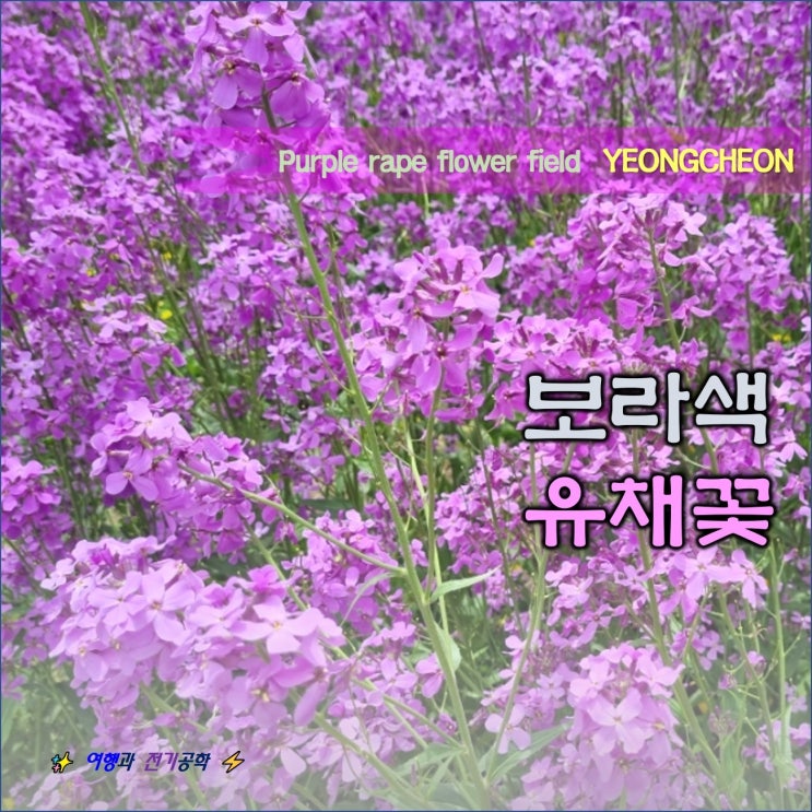  영천 보라색 유채꽃 작약꽃 양귀비꽃 예쁘네! 이삭 토스트 산책
