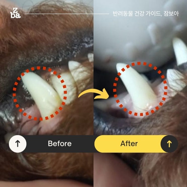  7일간 강아지 치석 제거 2초 치약으로 관리했더니