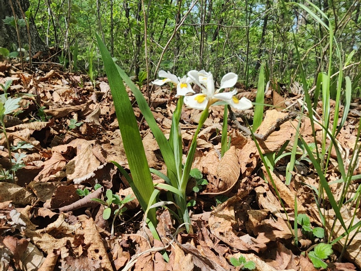 경북 봉화 옥돌산 등산코스에서 만난 야생화 노랑무늬붓꽃 경북 봉화 옥돌산 등산코스에서 만난 야생화 노랑무늬붓꽃