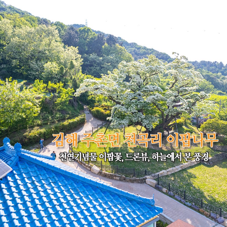  김해 주촌면 천곡리 이팝나무 천연기념물 이팝꽃, 드론뷰, 하늘에서 본 풍경