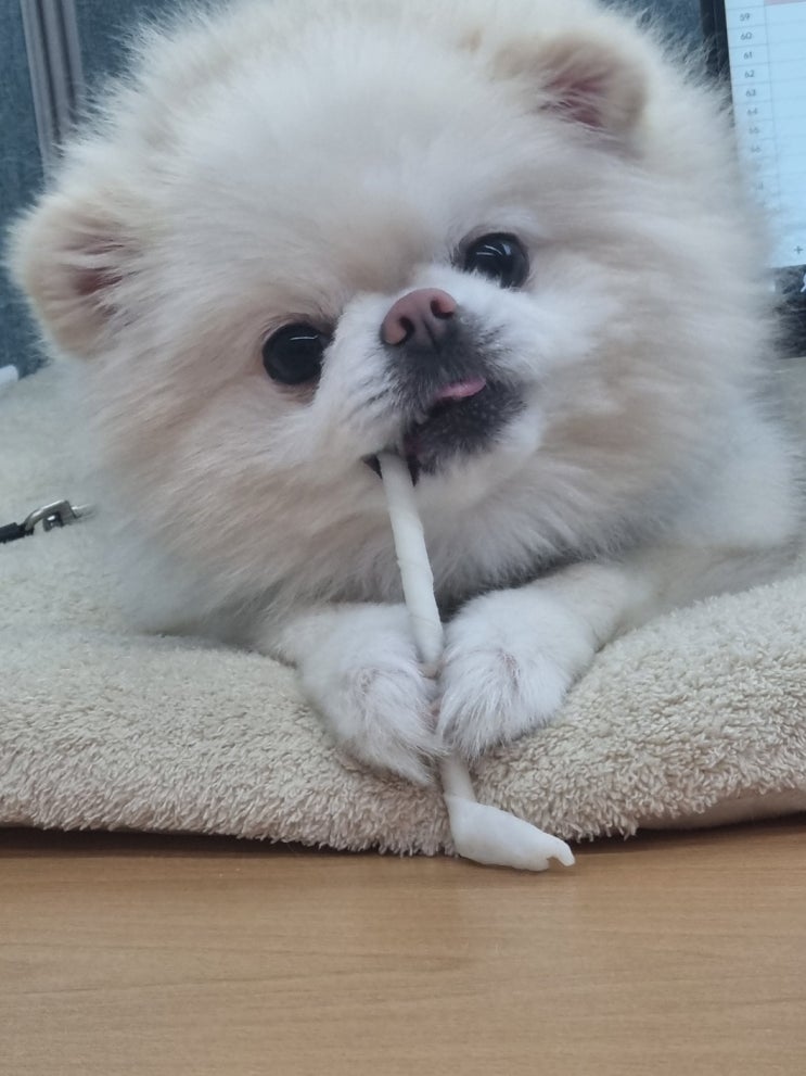  동대문 종로 애견미용학원 이바우펫의 장점 비용할인!