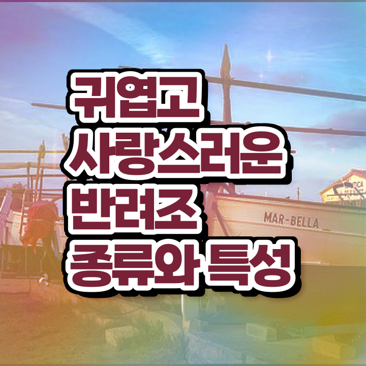  모란앵무 분양 , 반려조관리사 자격증 2주 만에 취득한 방법 및 고용 전망