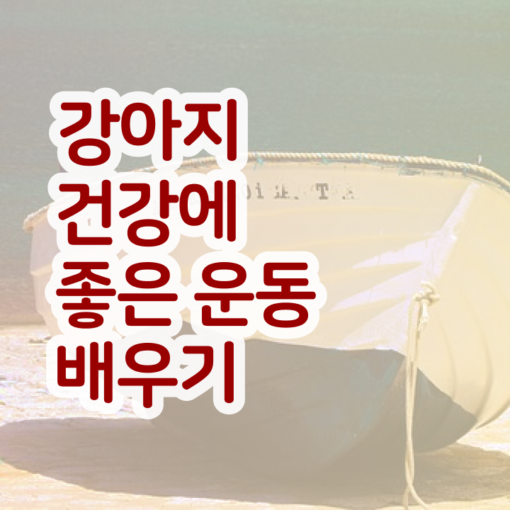  40대여자자격증 , 반려견운동지도사 관련학과 졸업장 없어도 일과 병행하며 단기간에 끝내는 과정