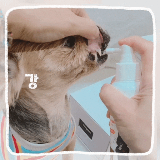  강아지 뿌리는 치약 리스펫, 양치 힘든 고양이 강아지 입냄새제거 치약 추천