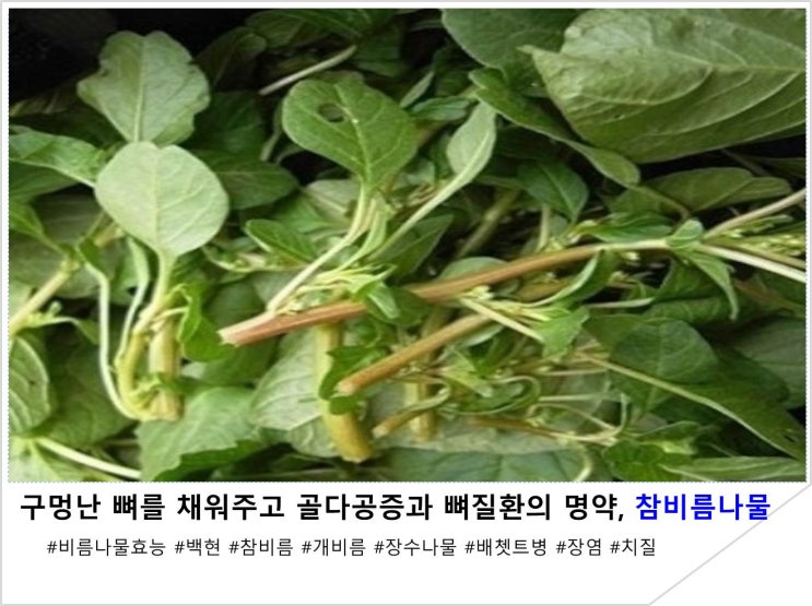  구멍 난 뼈를 채워주고 골다공증과 뼈 질환의 명약, 참비름나물