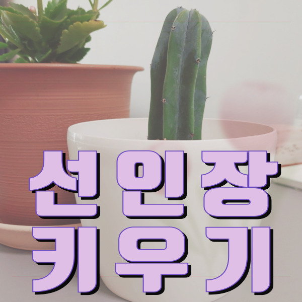 반려식물 용신목 선인장, 유포비아 선인장 키우기 정보