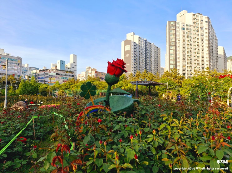  장미 향 가득한 장미공원(장미원): 부산 북구 화명 가볼 만한 곳, 부산 여행(feat. 주자창, 화장실)