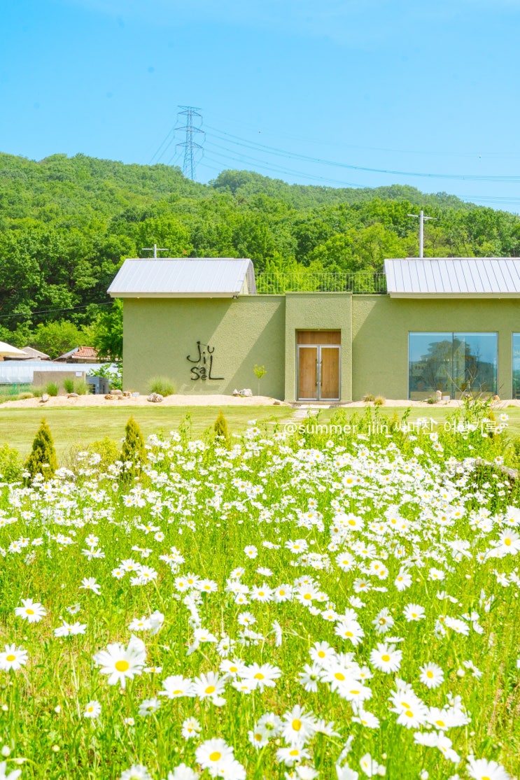  서울근교 아산 데이지 카페 지새울 실시간 개화 아산 가볼만한곳