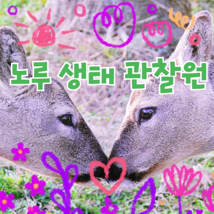  제주 노루생태관찰원에서 노루랑 함께 놀아요. feat. 거친 오름