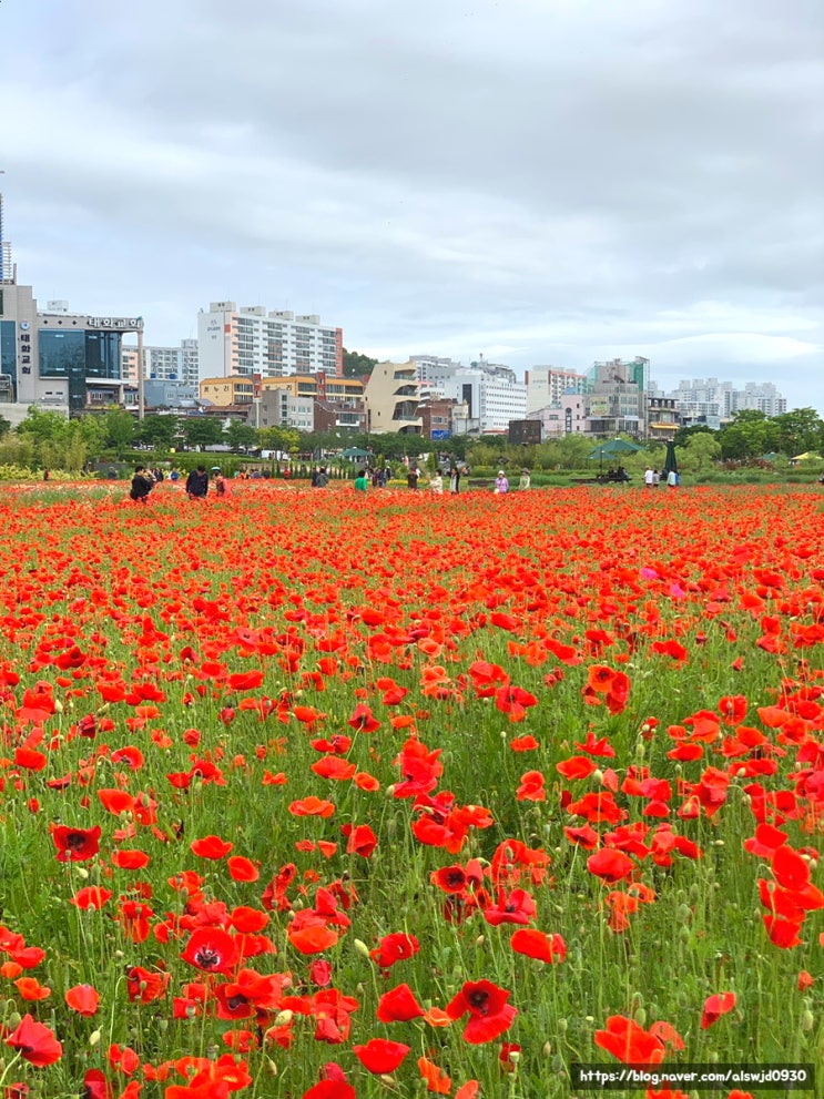  [울산] 태화강 국가정원 봄꽃축제 양귀비 작약 꽃밭 주차장 (05.12 기준 개화현황)