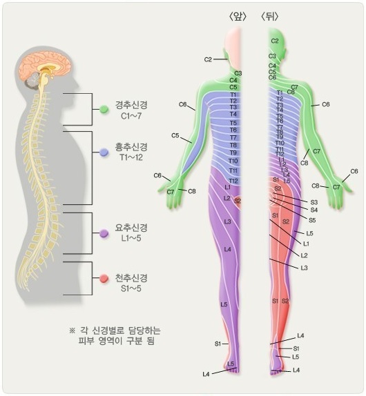  [성수한약국] 신경계 이상에 의한 감각이상 치유
