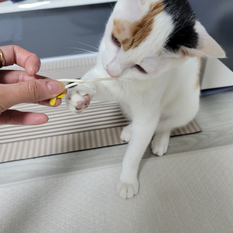  고양이 구토 원인 음식물토 헤어볼토 사료토 구토 색깔