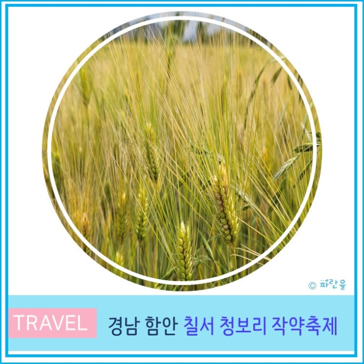 대구 부산 근교 가볼 만한 5월 꽃 축제 추천 2024 경남 함안 칠서 청보리 작약 축제 강나루생태공원
