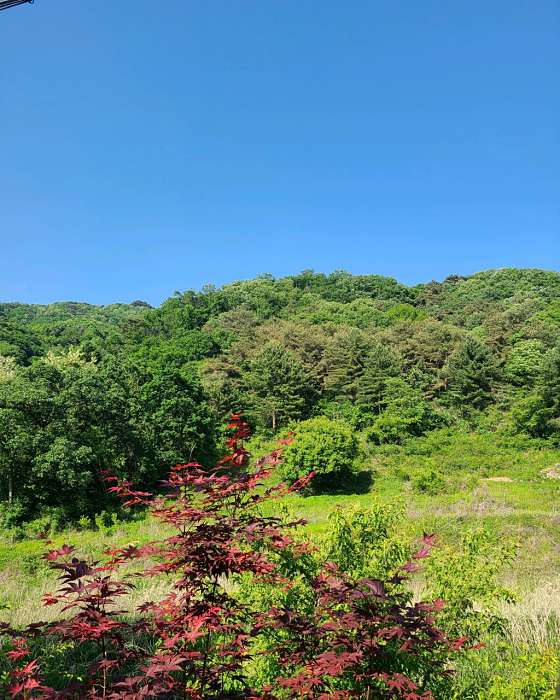 다래울카페 사진 4