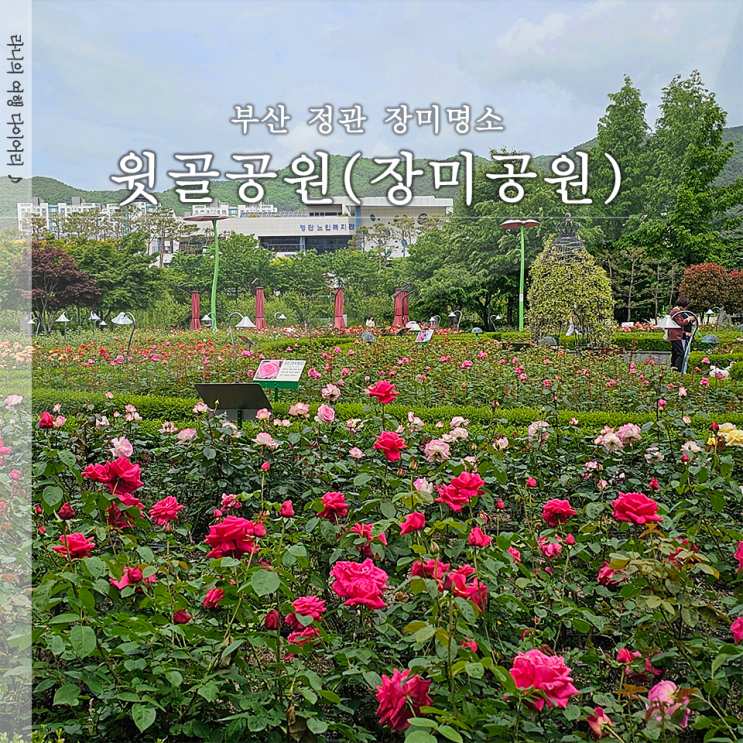  부산 정관 장미공원 윗골공원 개화상황