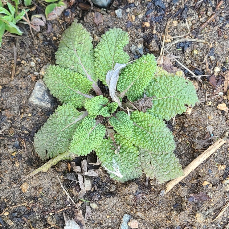 꽃대 올리고 꽃을 달아낸 배암차즈기 곰보배추 새싹 꽃대 올리고 꽃을 달아낸 배암차즈기 곰보배추 새싹
