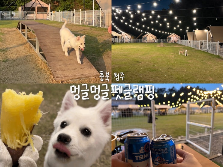  [충북 청주] 애견동반 멍글멍글펫글램핑 내돈내산 솔직후기! +비교