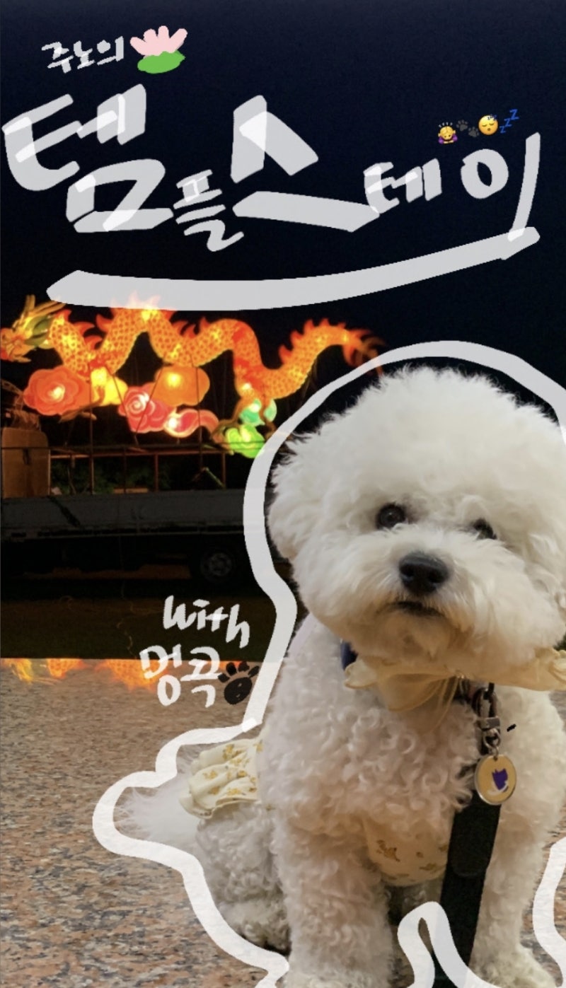 강아지반려견 템플스테이 후기 숙박형 애견동반 멍콕 홍법사