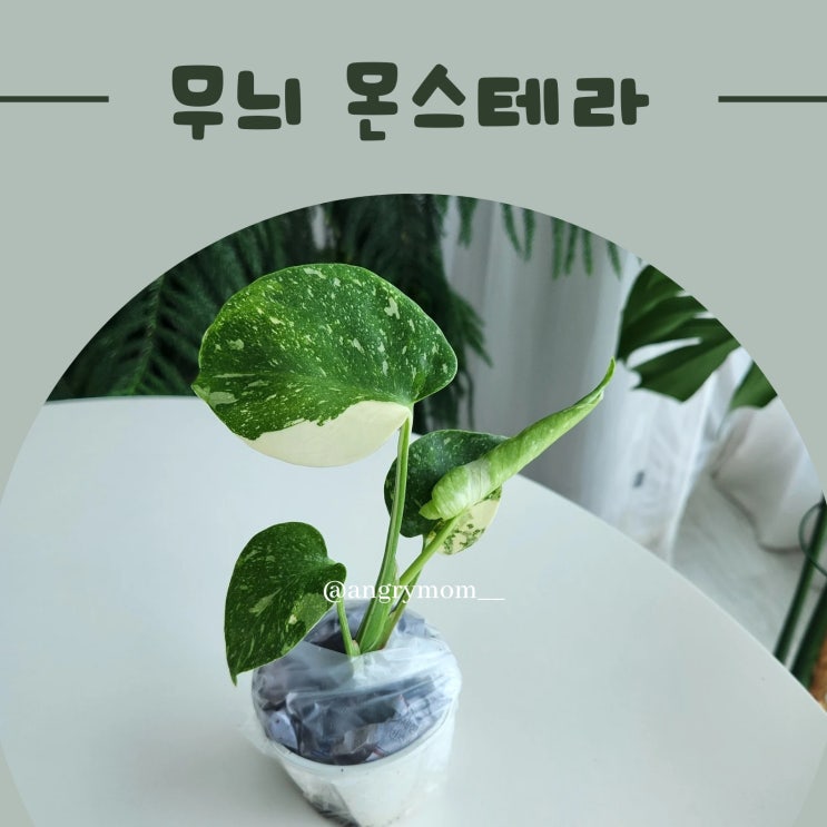  무늬 몬스테라와 알보 구분해서 반려 식물 키우기 팁!