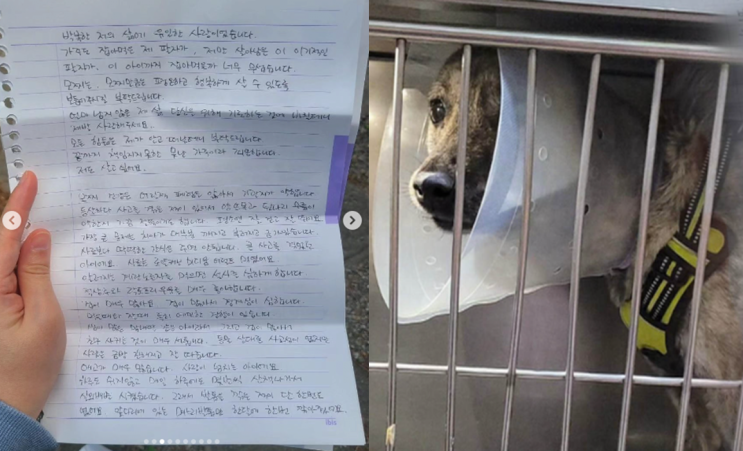  모찌 입양, 시한부 견주의 편지.. 그러나 주작 의혹?