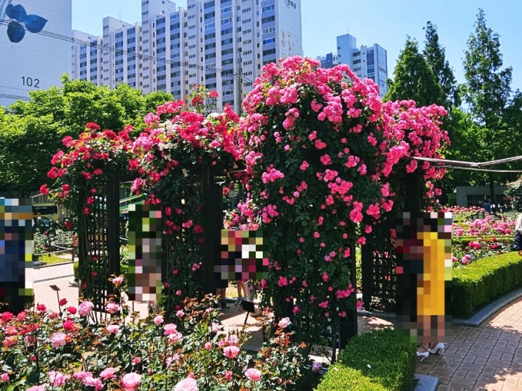 대구 성서 이곡동 장미공원 리뷰 장미꽃 절정 사진찍기 좋아요 대구 성서 이곡동 장미공원 리뷰 장미꽃 절정 사진찍기 좋아요