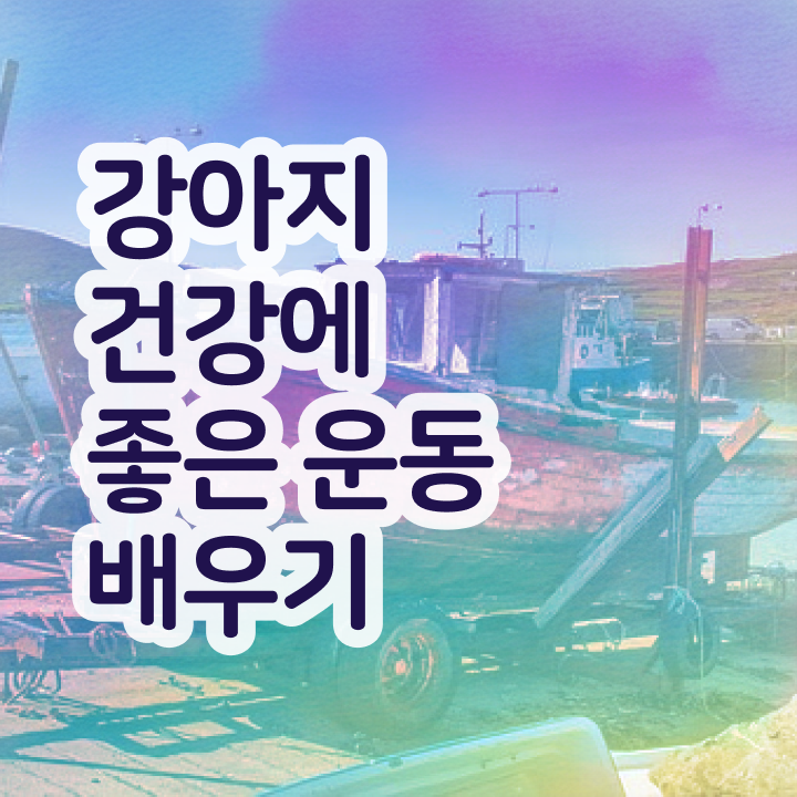  반려견운동지도사 무료 학원 , 인강으로 간편하게 반려견운동지도사자격증 취득한 방법 정보를 알고싶다면