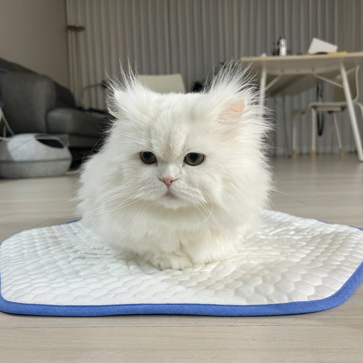  고양이쿨매트 개놀자 반려동물 눈꽃 쿨매트