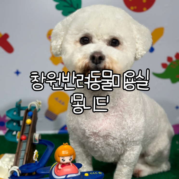  창원 반려동물 미용실 '몽니드' | 애견유치원, 애견호텔도 가능한 애견미용샵