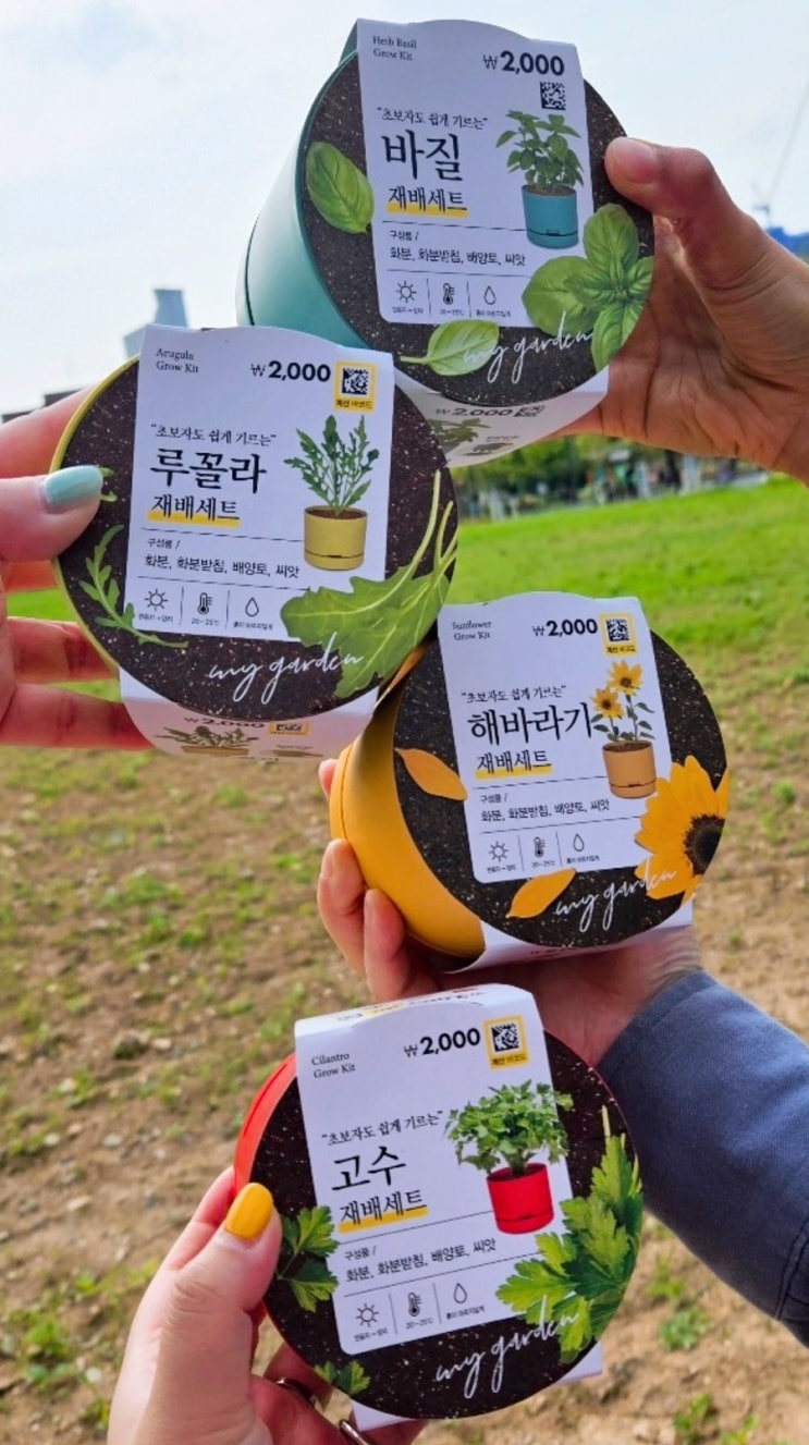  다이소 고수 재배세트 내돈내산 키우기 후기 + 발아기간