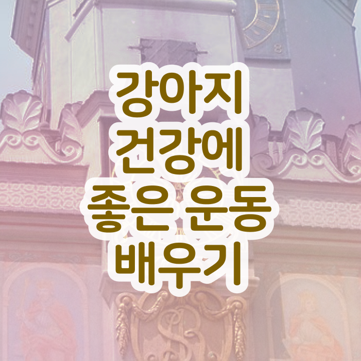  쉬운자격증추천 , 반려견운동지도사 관련학과 졸업장 없어도 단기간에 준비하는 꿀팁 모음