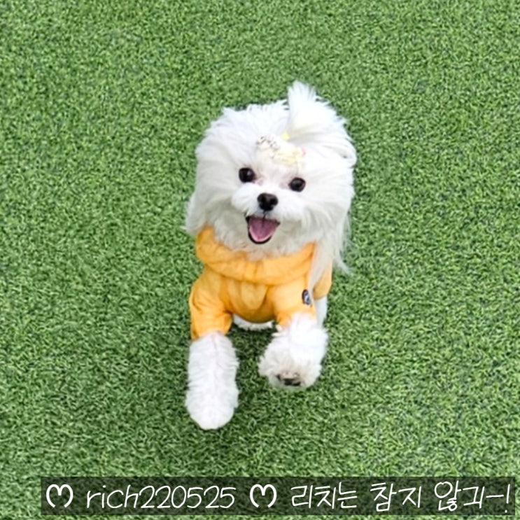  경기광주애견카페 몽실이네 뷰맛집 애견포토존 반려견 말티즈 방문 후기