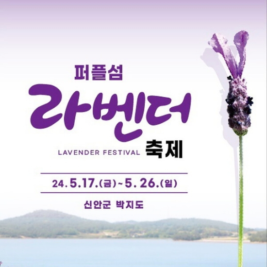  신안 퍼플섬 라벤더 꽃 축제 소개, 라벤더 꽃말과 건강 효능
