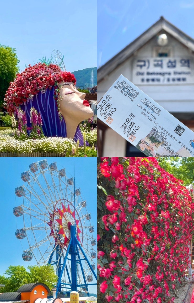 2024 곡성 장미축제 어제 다녀온 리얼 후기! 놀거리, 장미꽃, 맛집 총정리