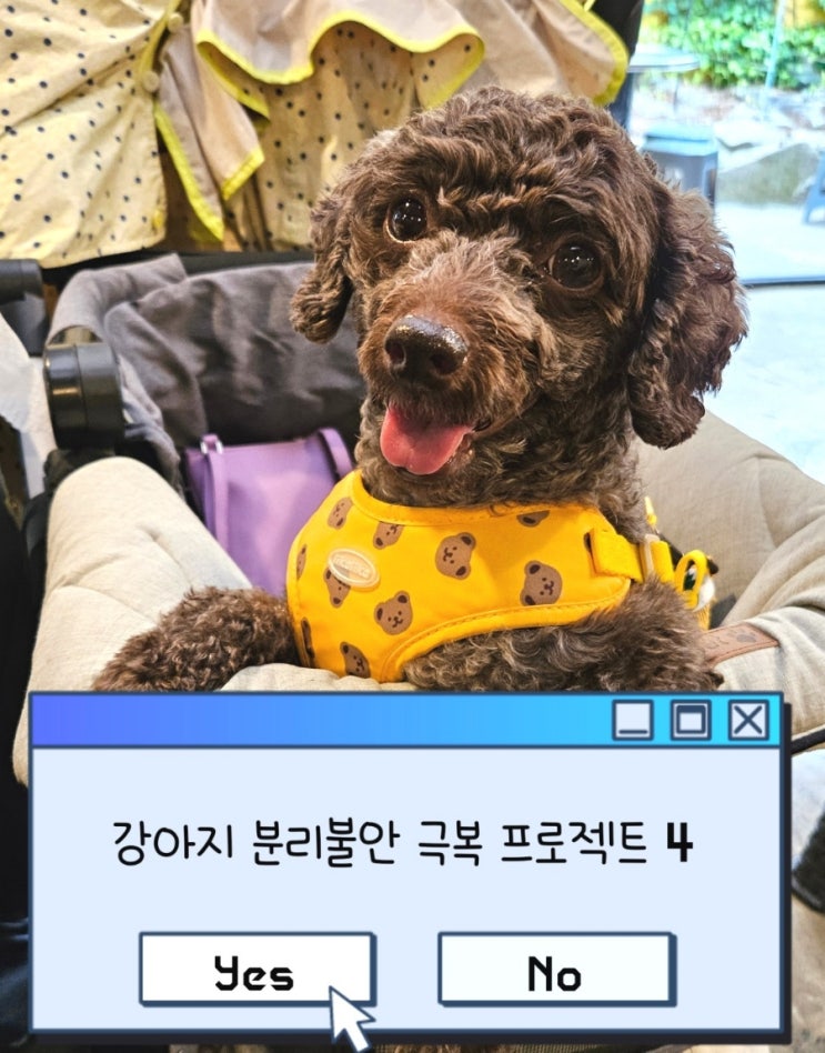  강아지 분리불안 극복 프로젝트 4(성공편)