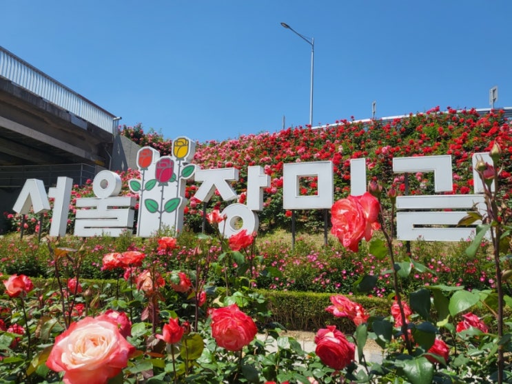  [중랑] 서울 5월 가볼 만한 곳 서울장미축제 위치, 코스 소개 주차 팁
