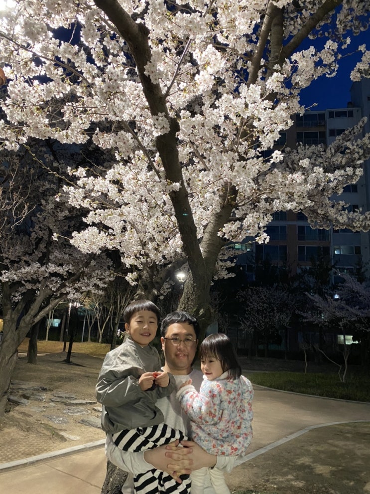  나무, 열매아빠 육아일기(107) - 4월에는 아이들과 벚꽃과 함께 시간을 보냈습니다.