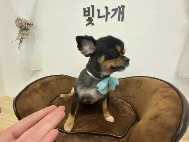  [ 백석애견미용 올리스24일산백석점]