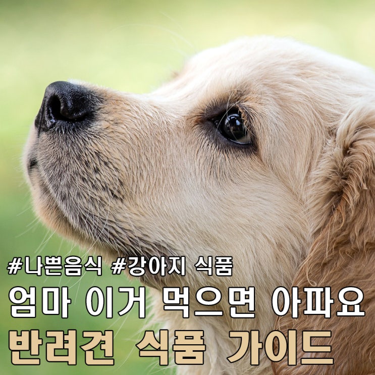  강아지 식품 가이드 강아지 건강에 나쁜 음식 정리.