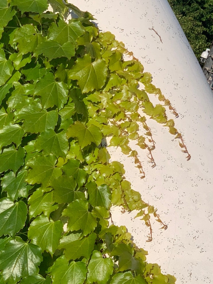 퇴근길 <b>청계천 산책</b>
