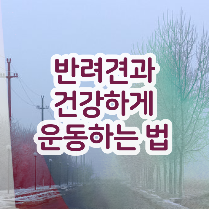  반려견운동지도사 클래스 , 한달 만에 반려견운동지도사자격증 취득한 방법