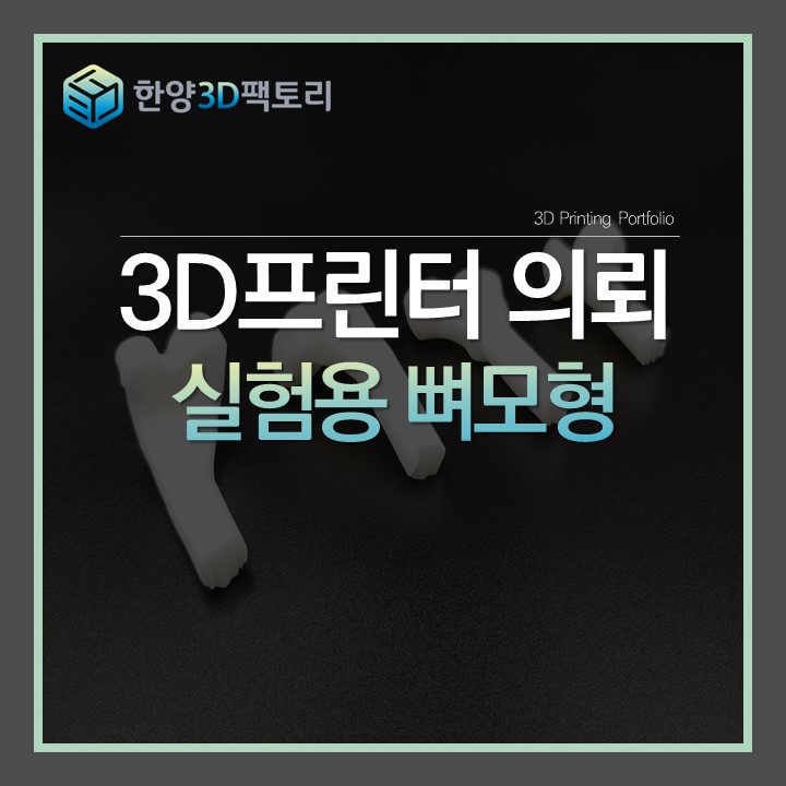  실험용 뼈모형