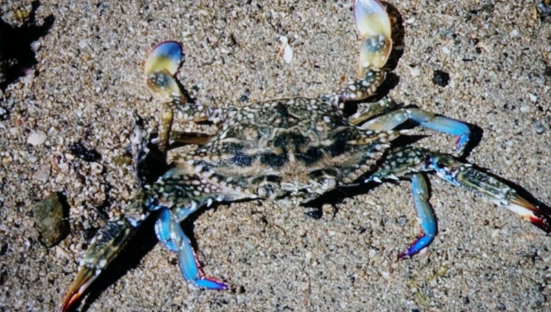 꽃게꿈 꽃게 먹는 꿈 꽃게를 보는 꿈 꽃게 잡는 꿈