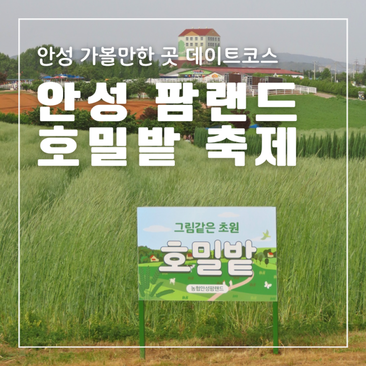  안성가볼만한곳 안성팜랜드 5월 청보리밭 호밀밭축제 주차 코스 공연시간표 체험